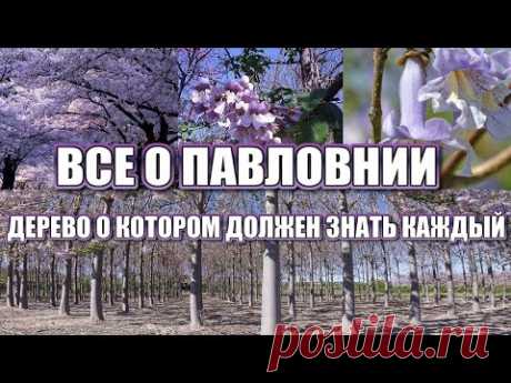 ВСЕ О ПАВЛОВНИИ. ПАВЛОВНИЯ - ДЕРЕВО, О КОТОРОМ ДОЛЖЕН ЗНАТЬ КАЖДЫЙ!