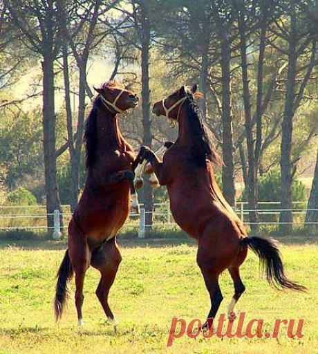 Танец любви