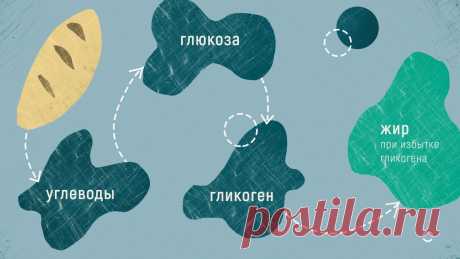 Гликоген | Кухня Кухня Стойкость нашего организма к неблагоприятным условиям внешней среды объясняется его умением делать своевременные запасы питательных веществ. Одним из важных «запасных» веществ организма является