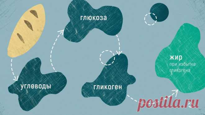 Гликоген | Кухня Кухня Стойкость нашего организма к неблагоприятным условиям внешней среды объясняется его умением делать своевременные запасы питательных веществ. Одним из важных «запасных» веществ организма является
