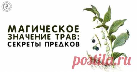 Магическое значение трав: секреты предков 
Источник: Dailyhoro.ru
 
Наши предки придавали травам огромное значение. Многовековой опыт использования даров природы поможет и в современном мире. С помощью магических свойств растений каждый сможе…