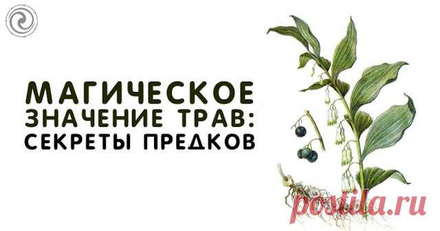 Магическое значение трав: секреты предков 
Источник: Dailyhoro.ru
 
Наши предки придавали травам огромное значение. Многовековой опыт использования даров природы поможет и в современном мире. С помощью магических свойств растений каждый сможе…