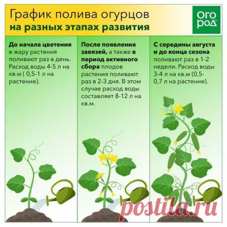 График полива огурцов на разных этапах развития