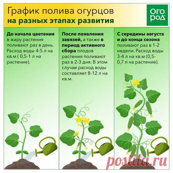 График полива огурцов на разных этапах развития