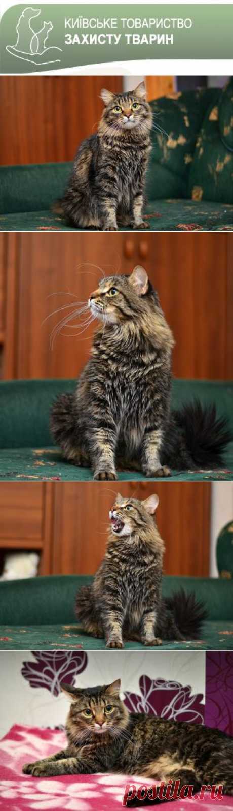Барсик. Сибирский кот, метис.