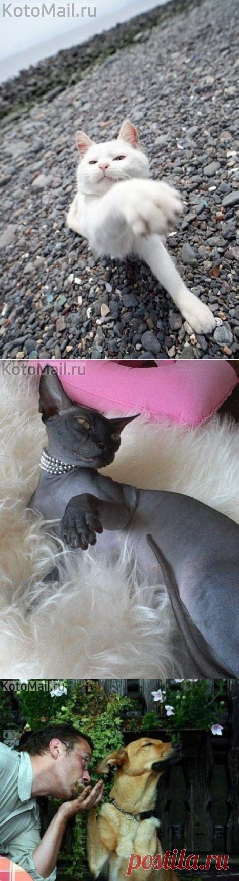 Целуй лапку! | KotoMail.ru