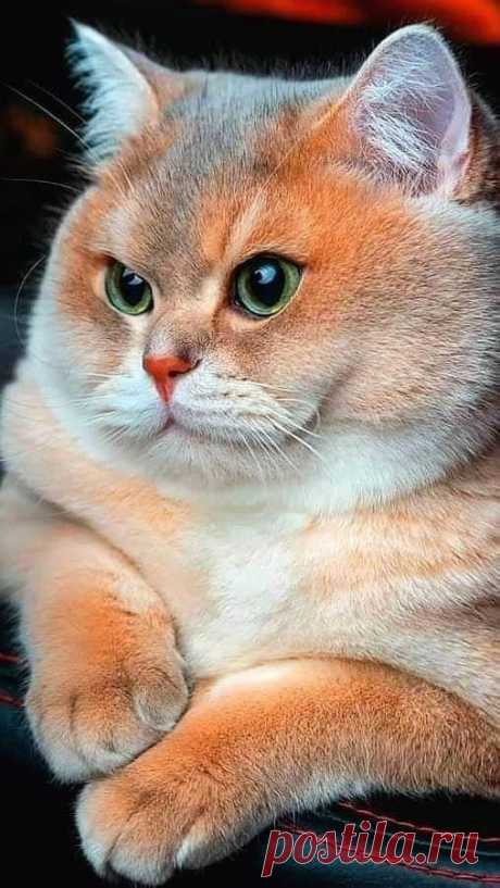 Без Кота И Жизнь Не Та | Группы | Facebook