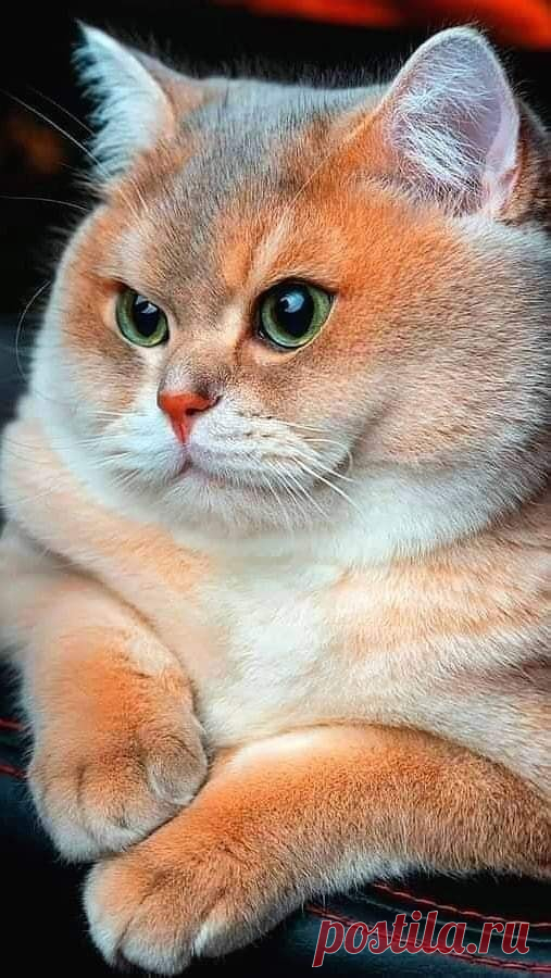 Без Кота И Жизнь Не Та | Группы | Facebook