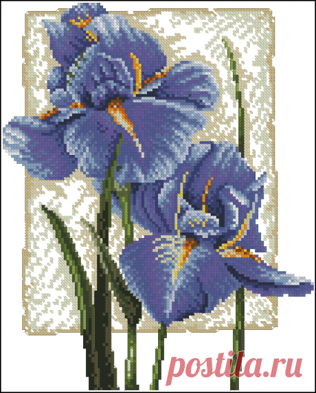 Сачать схему вышивки &quot;Iris in Bloom&quot;