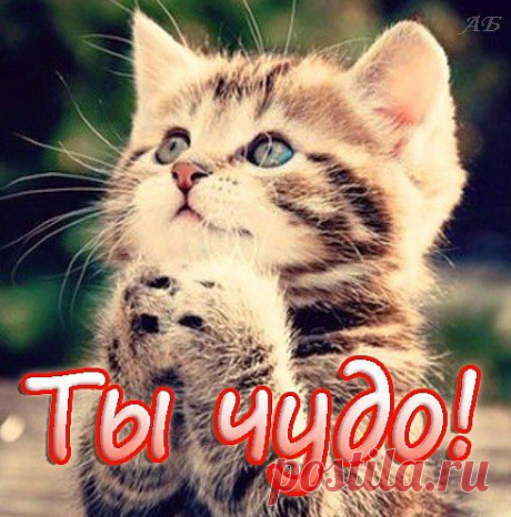 Животные