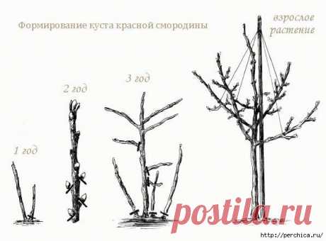 Как сделать из смородины и крыжовника деревце штамбовой формы