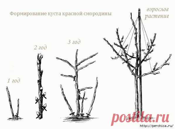 Как сделать из смородины и крыжовника деревце штамбовой формы