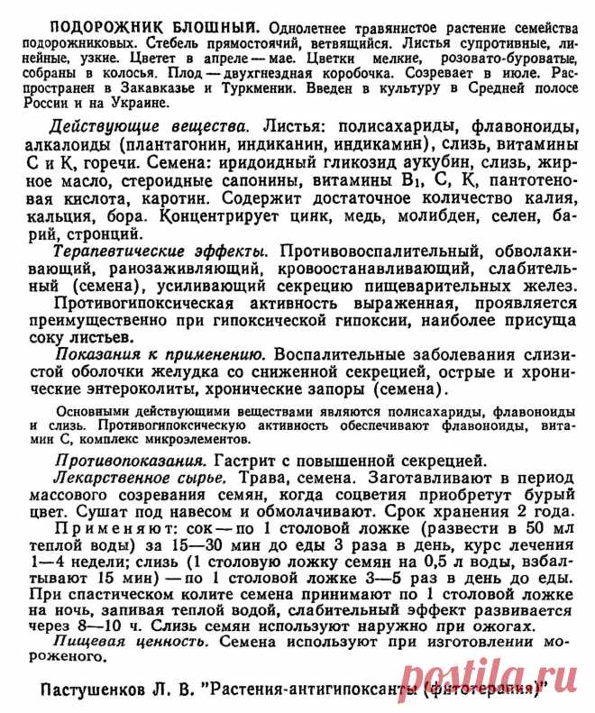Подорожник блошный