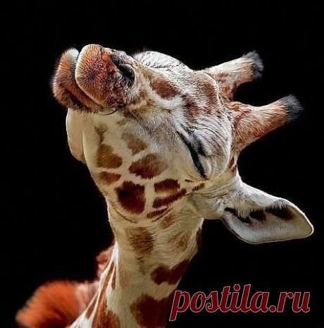 Google+