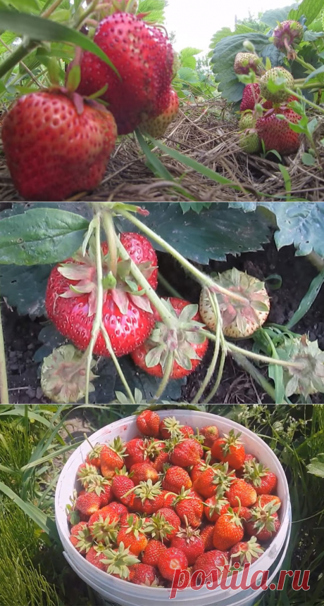 Земляника сорт гигантелла: описание и методы выращивания
