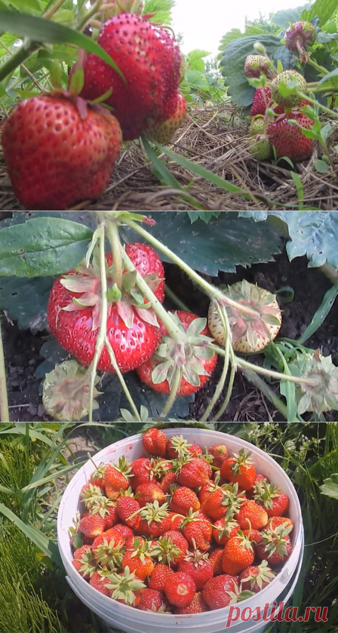 Земляника сорт гигантелла: описание и методы выращивания
