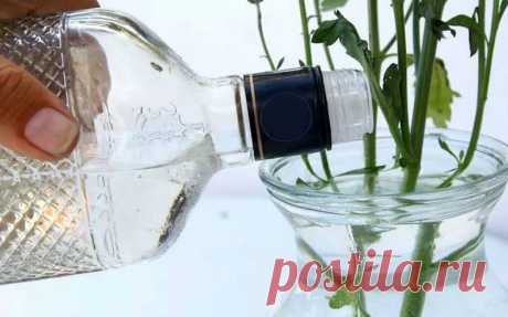 10 трюков, которые помогут надолго сохранить свежесть цветов в вазе