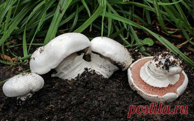 Шампиньон двукольцевой (Agaricus bitorquis).