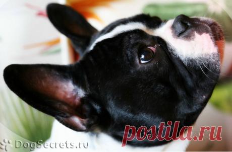 Как поставить, клеить, чистить уши французскому бульдогу?