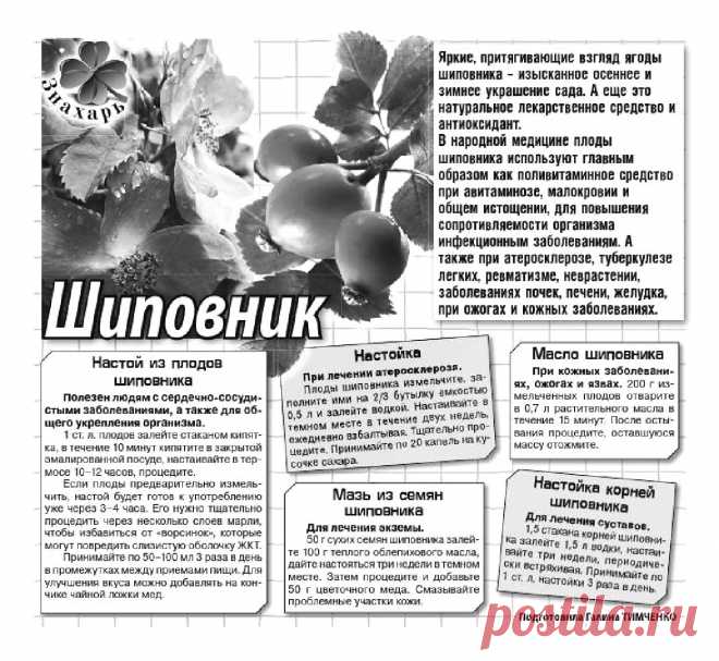 Шиповник - лечебные свойства