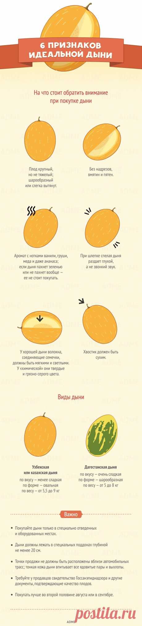 6 признаков идеальной дыни