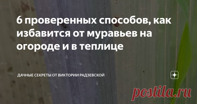 6 проверенных способов, как избавится от муравьев на огороде и в теплице  У меня большой участок, на котором есть огород с теплицей и другие зоны. Муравьи есть на всех зонах, но огород с теплицей я стараюсь защищать от этих насекомых, поскольку они переносят тлю и различные заболевания, а также питаются соком растений. Это сказывается на росте и урожае  овощных культур. Расскажу подробнее, как избавиться от муравьев на огороде и в теплице. Убираем муравейники с огорода. Му...