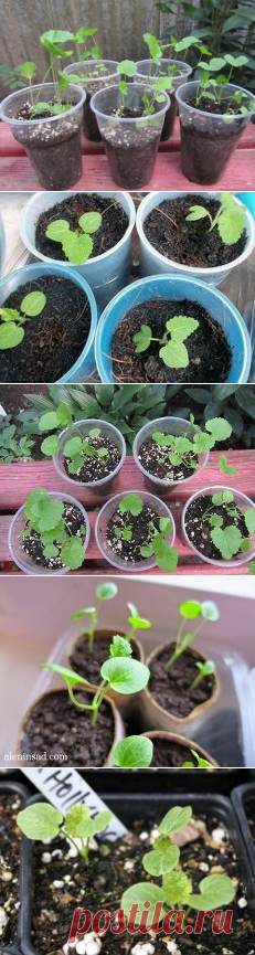 фото рассады мальвы - 272 картинки. Поиск Mail.Ru