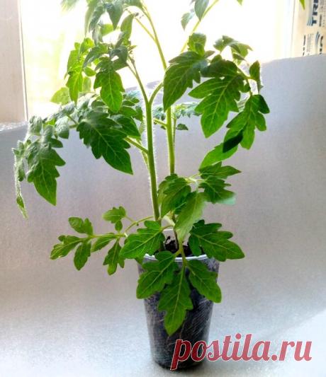 Научили, как избавиться от плесени в рассаде: хитрый метод. Сначала смеялась, теперь советую тем, у кого в стаканах грунт поселилась плесень | В саду у Валентинки | Дзен