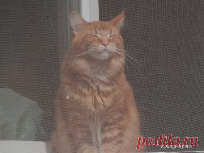 Три эпизода из жизни рыжих котов | Кошки & Коты | Яндекс Дзен 🐱 😺 Автор текста и фото: Нина Стрелкова. 🐈 Рыжие коты очень яркие. Как весеннее солнце. Позитивные, веселые, жизнерадостные. И породистые красавцы, не покидающие стен хозяйских квартир, и видящие окружающий мир только в окно. И независимые дворовые рыжики, не знающие благ цивилизации и решающие свои проблемы самостоятельно. И домовитые мышеловы из частного сектора, которые следят за хозяйством, и умеют не только мышей ловить...