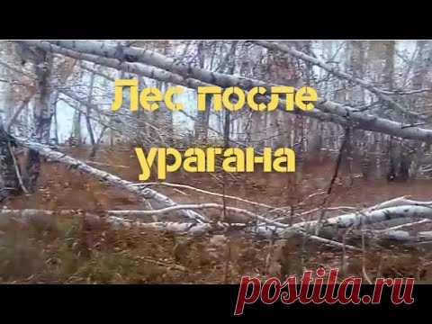 Лес после урагана, прошло три года! - YouTube