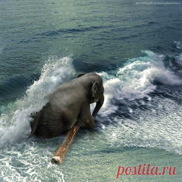Небо. Море. Слон.