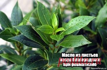 Народная медицина. Масло из листьев лавра
