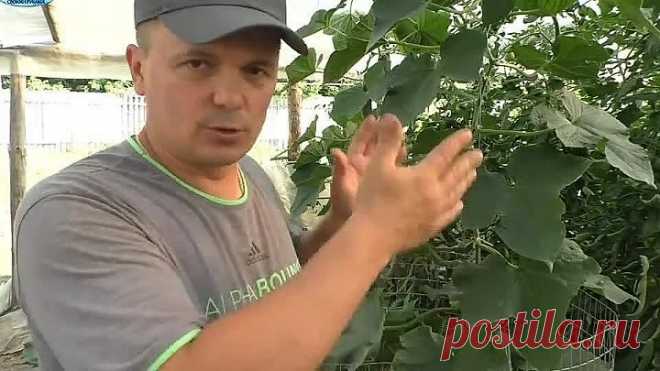 Как НЕЛЬЗЯ собирать огурцы - не допустите этих ошибок!