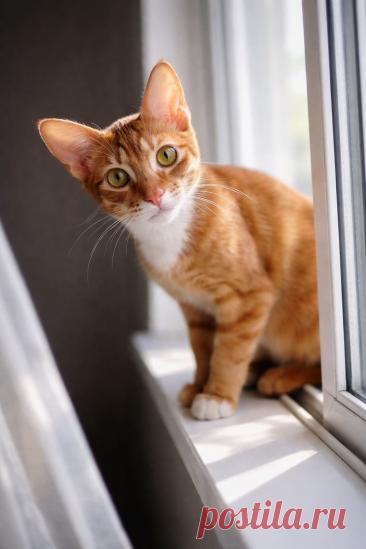 Гадкий дядька и Лапа