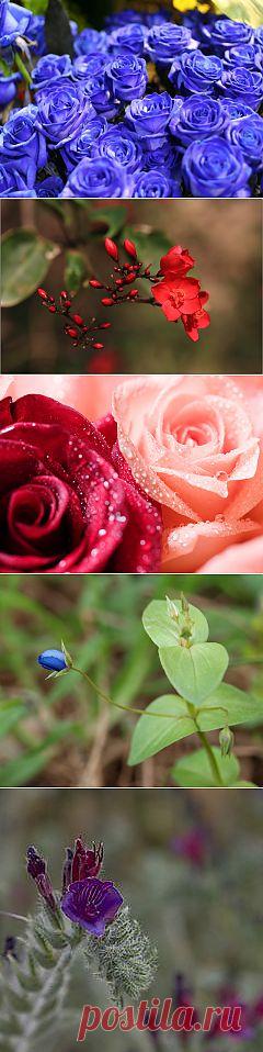 фото цветы Израиля: