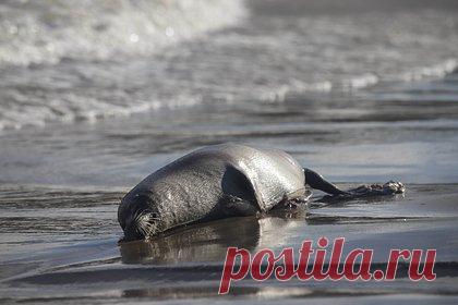 Наличие инфекций у погибших в Дагестане краснокнижных тюленей опровергли. В организме тюленей, которые массово погибли в декабре 2022 года в Дагестане, не обнаружили признаков птичьего гриппа и других заболеваний. Наличие инфекций у животных опровергли в Россельхознадзоре. Ранее причиной смерти краснокнижных нерп назвали птичий грипп штамма H5N1.