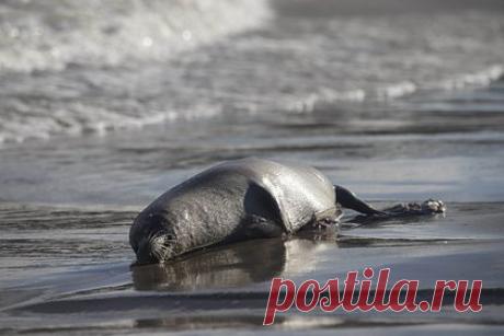 Наличие инфекций у погибших в Дагестане краснокнижных тюленей опровергли. В организме тюленей, которые массово погибли в декабре 2022 года в Дагестане, не обнаружили признаков птичьего гриппа и других заболеваний. Наличие инфекций у животных опровергли в Россельхознадзоре. Ранее причиной смерти краснокнижных нерп назвали птичий грипп штамма H5N1.