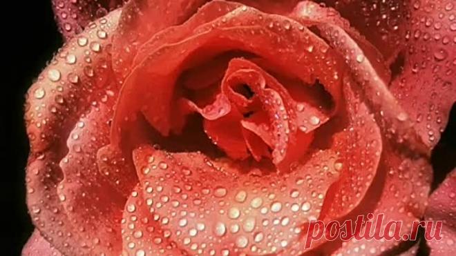 Оркестр    Поля   Мориа    L'amour Est Bleu