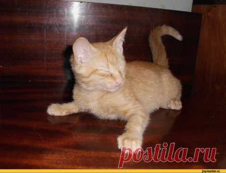 JoyReactor - смешные картинки и другие приколы: комиксы, гиф анимация, видео, лучший интеллектуальный юмор.