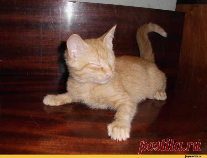 JoyReactor - смешные картинки и другие приколы: комиксы, гиф анимация, видео, лучший интеллектуальный юмор.