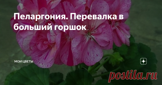 Пеларгония. Перевалка в больший горшок Сегодня переваливала подрощенные черенки пеларгоний  из рассадных горшочков в постоянные. Покажу как я это делаю.
Это один из сегодняшних черенков, ему 3, 5 месяца от начала укоренения. Горшочек у него 8см в диаметре. Переваливаю его в горшок диаметром 14см.
Грунт покупной, с перлитом. Добавила в него немного просеянного песка.
На дне горшка-дренаж из перлита, слоем 1см.