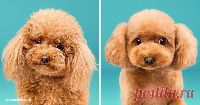Посмотрите, как изменились эти собаки после стрижки, — их не узнать