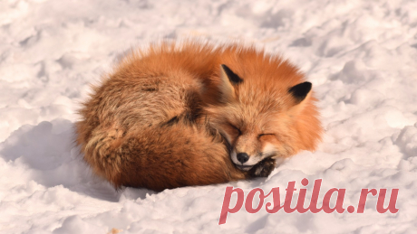 Скачать обои ID 2641969 - Desktop Nexus Animals