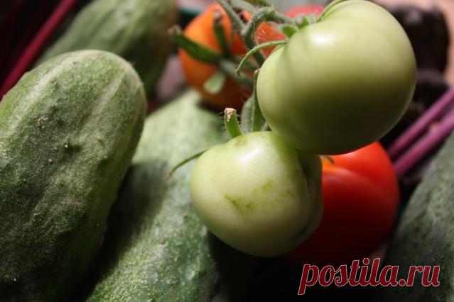 Рябина спасет урожай! Избавляемся от плесени в погребе. - Садоводка