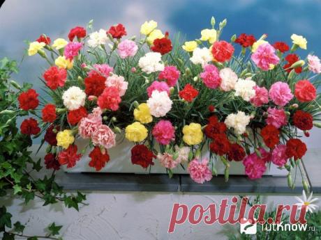 Выращивание садовой гвоздики Шабо, турецкой и травянки