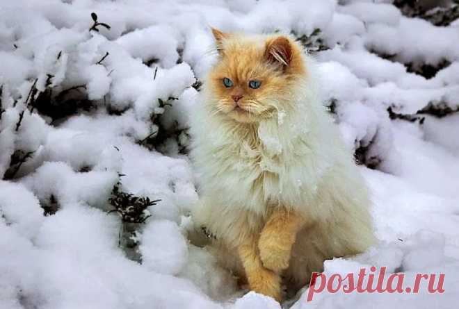Наталья Шевченко – Google+