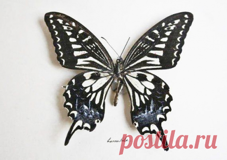 Рисунки на крыльях бабочки от Hasan Kale