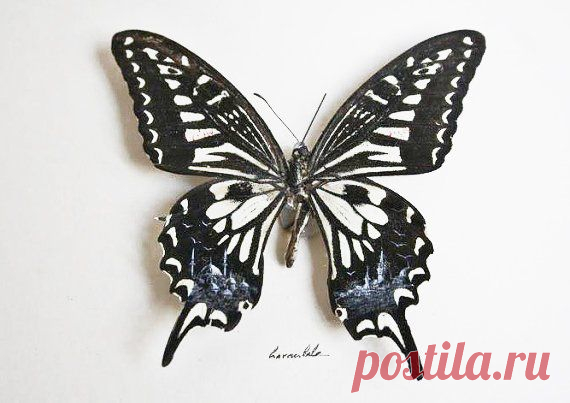 Рисунки на крыльях бабочки от Hasan Kale