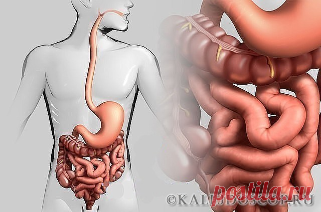 ДЕРЖИ КИШЕЧНИК В ЧИСТОТЕ! | Калейдоскоп