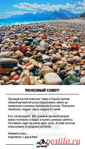 (8) Одноклассники